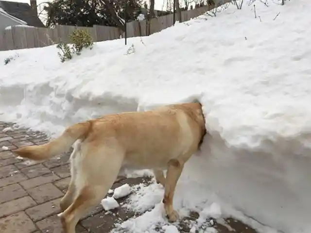 Playful Pup’s Snowy Plunge