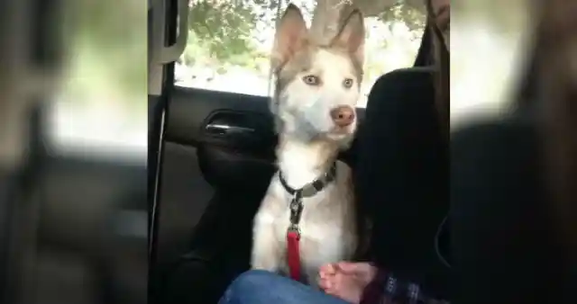 Heart Warming: Couple Takes In Starving Dog And See Him Transform - UNPUBLISHED