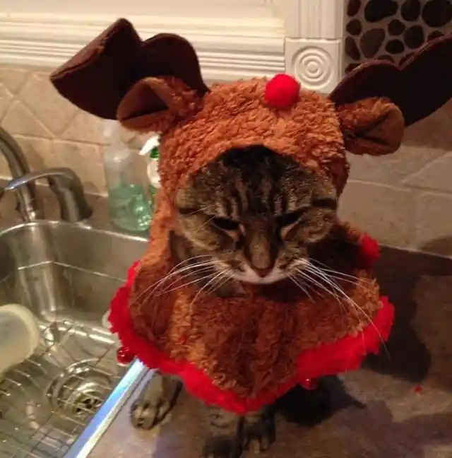 Rudolph The Cat