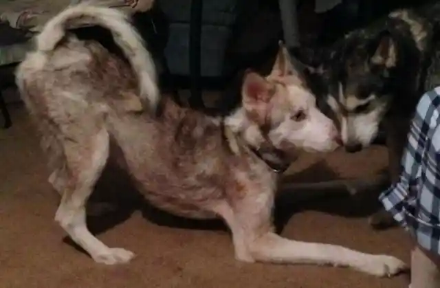 Heart Warming: Couple Takes In Starving Dog And See Him Transform - UNPUBLISHED