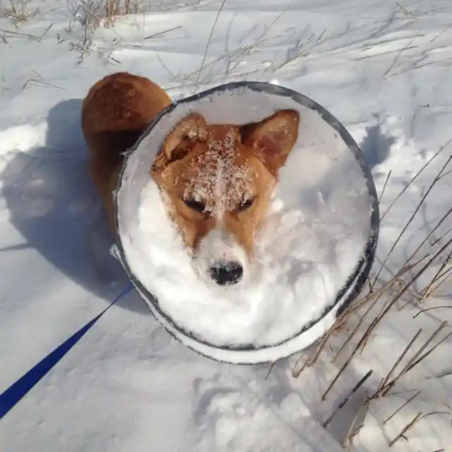 Snowy Corgi Dilemma