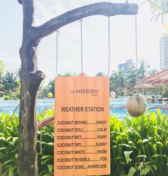 Weather Forecast Thanks To...A Coconut