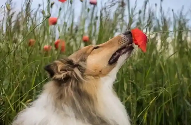 Catching A Scent