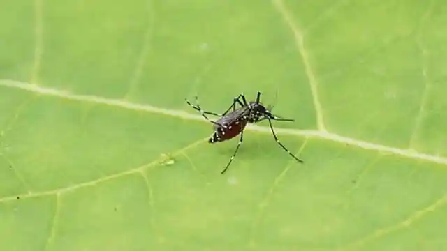 Los mosquitos locos de Florida