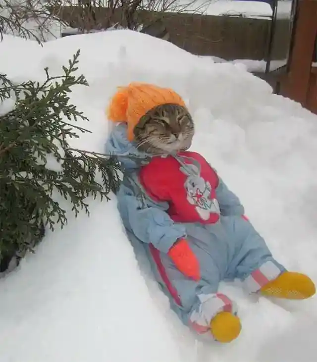 平和な雪の猫