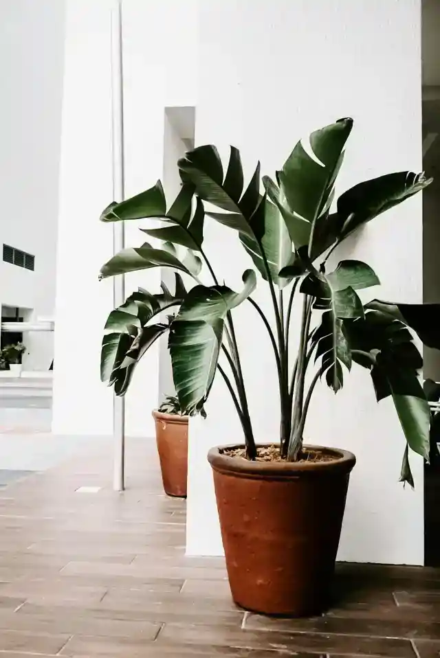 Happy Plants, Happy Life