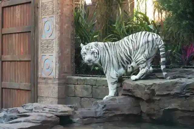 海外で築いた人生