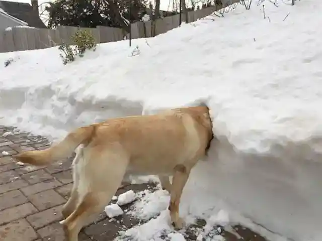 雪の中に突っ込む遊び好きの犬