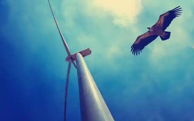 Eagle Deaths Drop Massively Thanks to Smart Cameras on Wind Turbines