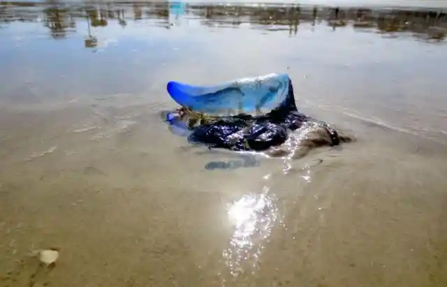 Poisonous Portuguese Man O' War