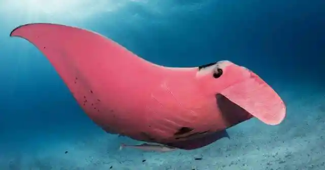 Rare, One-of-a-Kind Pink Manta-Ray Seen on Great Barrier Reef