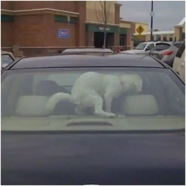 No deje a su perro en el coche