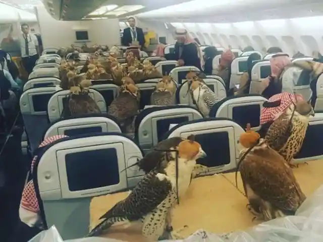 Vögel im Flug