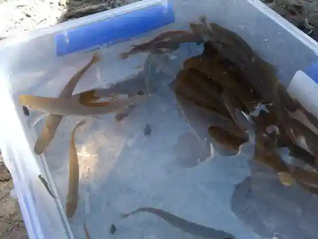 望まれざる魚