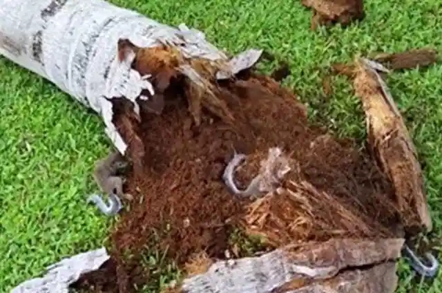 Ex-Police Dog Keeps Barking At Tree, Dad Finds A Lot More Than Wood Inside