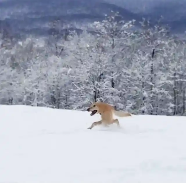 Pic Of A Dog Playing In The Snow Went Very, Hilariously Wrong