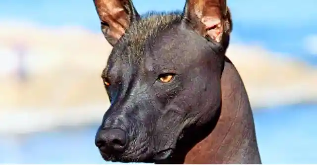 Family Adopts A New Dog Then Vet Sees It And Calls The Cops