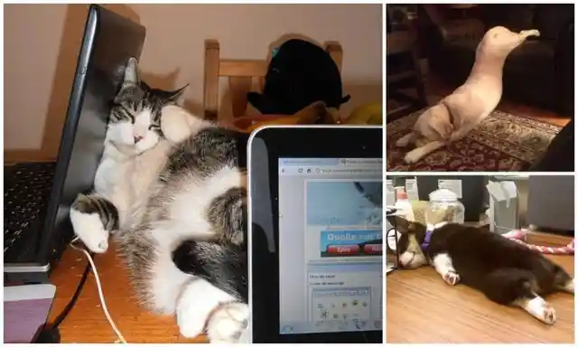 These Animals Find Solace Sleeping in Awkward Positions