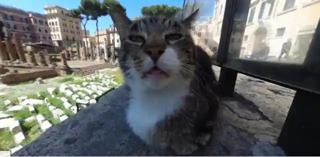 This Sneezy Cat