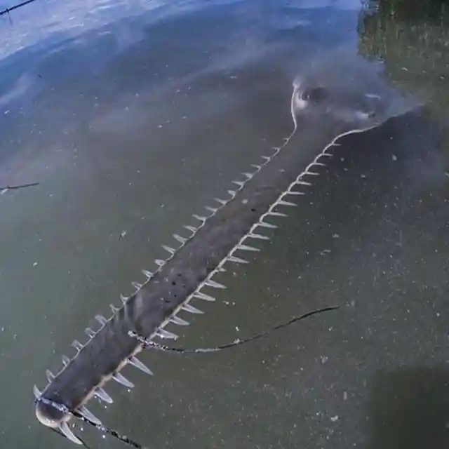 We Can’t Believe What We Sawfish!