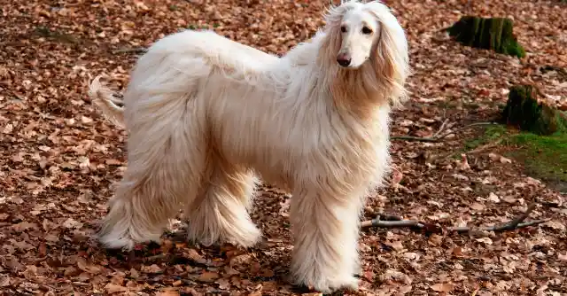 Afghan Hound