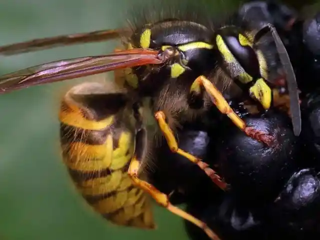 The Aggressive Insects Of Oregon