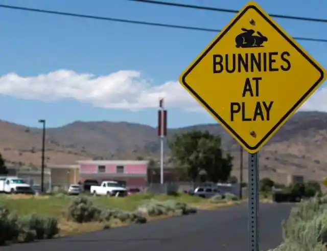 Where are love bunnies a real road hazard?