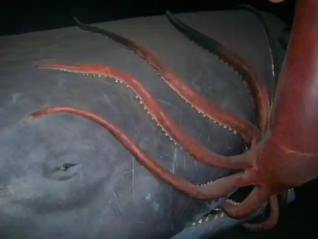 Giant Squid