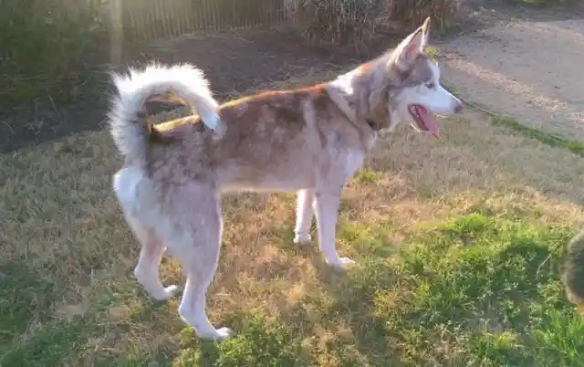 Heart Warming: Couple Takes In Starving Dog And See Him Transform - UNPUBLISHED