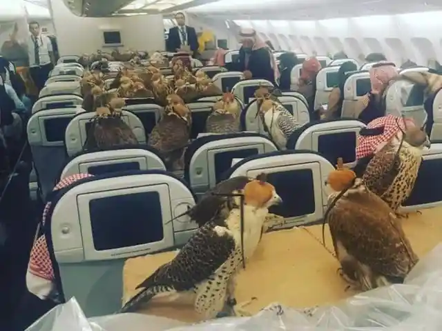 Vögel im Flug