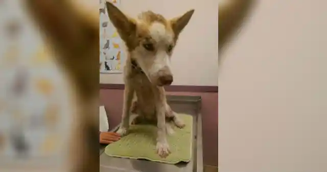 Heart Warming: Couple Takes In Starving Dog And See Him Transform - UNPUBLISHED