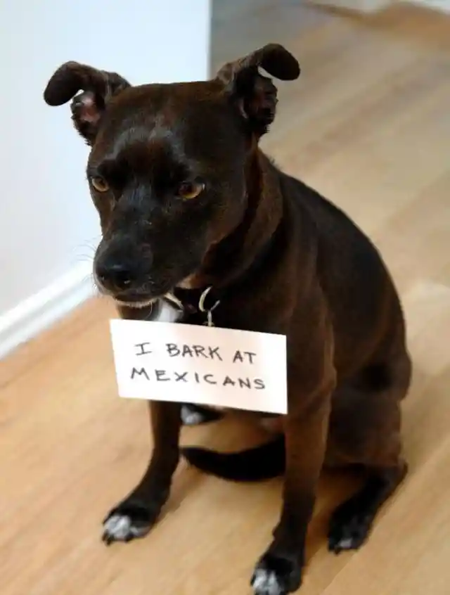 Man Vs. Pet Resulted in These Hilarious Signs