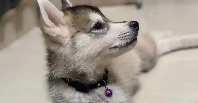 Wolfdog Hybrid