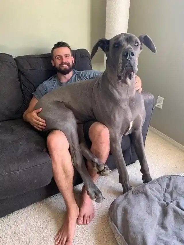 Funny Photos of Dogs That Are Not Aware How Big They Are