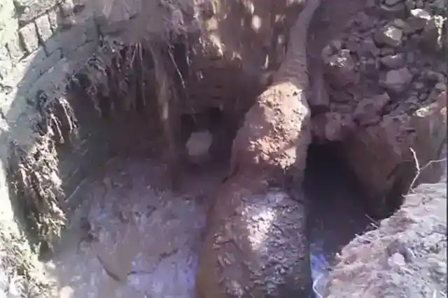 새끼 코끼리 구하기