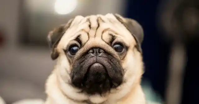 Pug