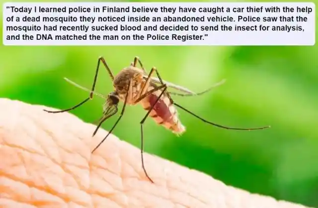 Mosquito-Based Detective Work