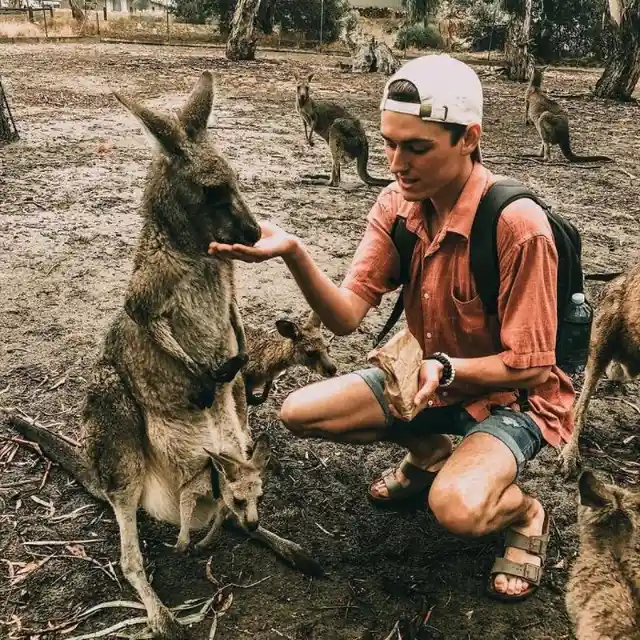 Drunken Man Adopts Kangaroo, Understandably Does Not Regret Decision