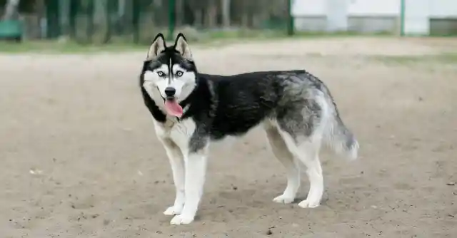 Husky Challenges