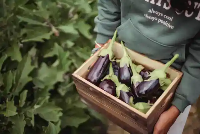 Eggplant