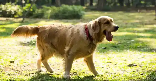 Trouble in the Backyard