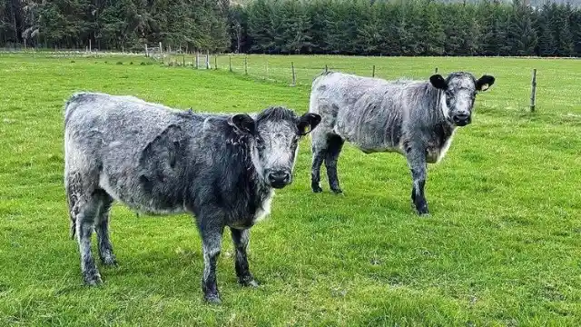 Las vacas traumatizantes de Nebraska