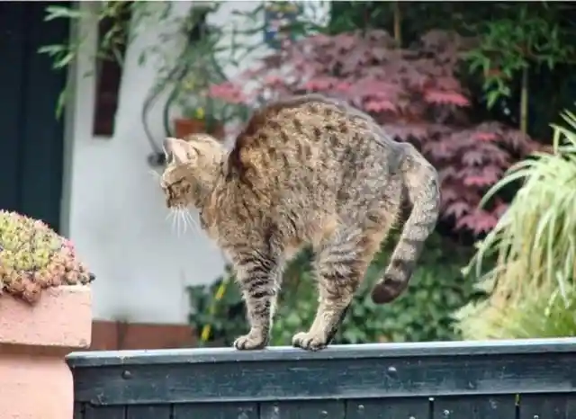 Estiramiento del gato