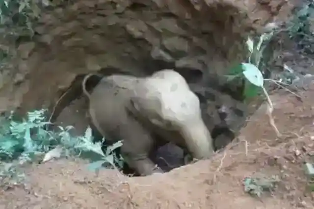 또 다른 코끼리