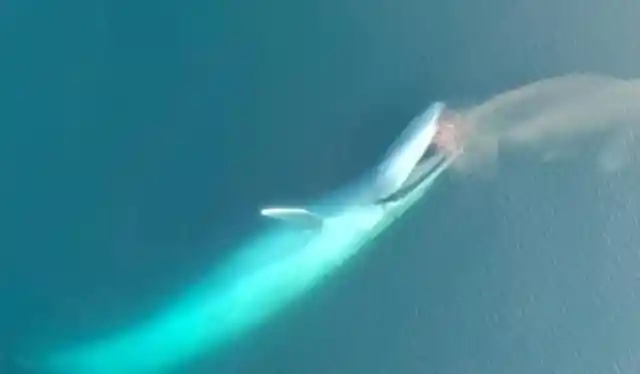 Blue Whale Lunging For Dinner