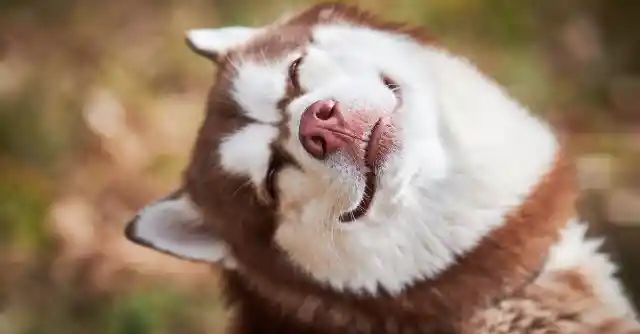 Husky