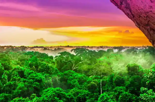 世界で一番大きな熱帯雨林はどこ？