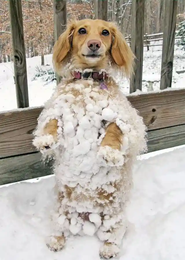 Standing Dog in a Winter Wonderland