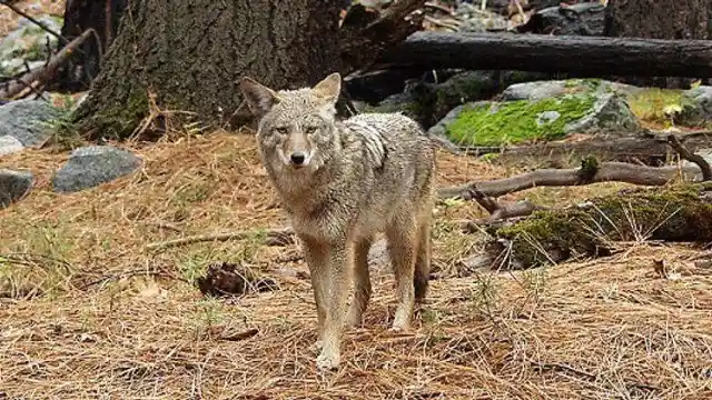 Los engañosos coyotes zombi de Illinois