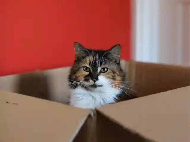 Katze in einer Box